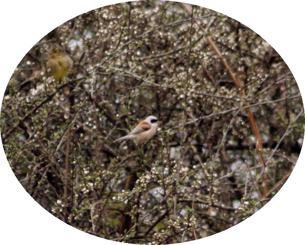 VWG vogelreis Oost Duitsland mei 2010 070